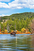 WLD 20 TL0011 01
Bull Moose Standing In Shallow Water By Grass Shrubs Mountains Autumn