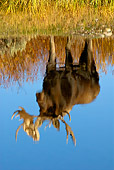 WLD 20 TL0012 01
Reflection Of Bull Moose Standing In Grass At Edge Of Pond Autumn