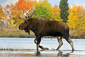 WLD 20 TL0013 01
Bull Moose Wading In Shallow Water By Autumn Trees