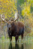 WLD 20 TL0014 01
Bull Moose Wading In Shallow Water By Autumn Trees