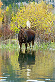 WLD 20 TL0015 01
Bull Moose Wading In Shallow Water By Autumn Trees