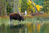 WLD 20 TL0016 01
Bull Moose Wading In Shallow Water By Autumn Trees