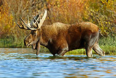 WLD 20 TL0017 01
Bull Moose Wading In Water By Autumn Shrubs