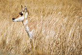 WLD 21 MC0001 01
Pronghorn Doe Standing In Tall Dry Grass Yellowstone National Park