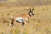 WLD 21 MC0002 01
Pronghorn Buck Walking Through Field Yellowstone National Park