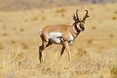WLD 21 MC0003 01
Pronghorn Buck Walking Through Field Yellowstone National Park