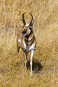 WLD 21 MC0004 01
Pronghorn Buck Walking Through Field Yellowstone National Park