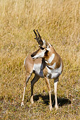 WLD 21 MC0005 01
Pronghorn Buck Standing On Field Yellowstone National Park