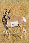 WLD 21 MC0006 01
Pronghorn Buck Standing On Field Yellowstone National Park