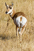 WLD 21 MC0007 01
Back View Of Pronghorn Doe Standing On Field Yellowstone National Park