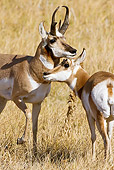 WLD 21 MC0008 01
Pronghorn Buck And Doe Standing On Field Yellowstone National Park
