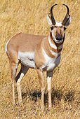 WLD 21 MC0009 01
Pronghorn Buck Standing In Field Yellowstone National Park