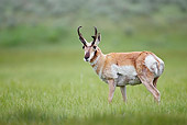 WLD 21 RF0002 01
Pronghorn Antelope Standing In Field