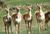 WLD 21 TL0001 01
Four Pronghorn Antelope Standing Side By Side Staring At Camera