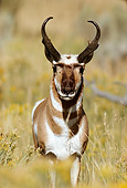WLD 21 TL0002 01
Portrait Of Pronghorn Antelope Buck Standing In Field Facing Camera