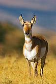 WLD 21 TL0003 01
Portrait Of Pronghorn Antelope Doe Standing In Field Facing Camera