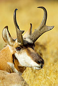 WLD 21 TL0004 01
Head Shot Of Pronghorn Antelope Buck Laying In Field