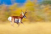 WLD 21 TL0005 01
Pronghorn Antelope Buck Running In Field Autumn