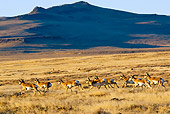 WLD 21 TL0006 01
Herd Of Pronghorn Antelope Running Across Field By Mountains Autumn