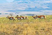 WLD 21 TL0008 01
Pronghorn Antelope Buck Herding Harem Across Plain During Autumn Rut