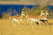 WLD 21 TL0009 01
Three Pronghorn Antelope Does Running In Field By Lake