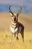 WLD 21 TL0010 01
Head On View Of Pronghorn Antelope Buck Standing In Field