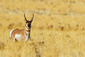 WLD 21 TL0011 01
Pronghorn Antelope Buck Standing In Field Of Tall Grass