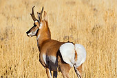 WLD 21 TL0012 01
Rear View Of Pronghorn Antelope Buck Standing In Field Of Tall Grass