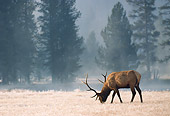 WLD 22 BA0001 01
Bull Elk Grazing In Meadow Profile