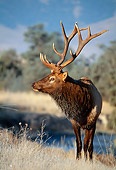 WLD 22 BA0002 01
Bull Elk Standing In Meadow By Water