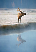 WLD 22 BA0003 01
Bull Elk Bugling In Meadow By Water