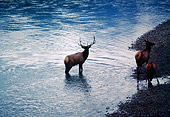 WLD 22 BA0004 01
Bull, Cow And Calf Elk Standing In Water