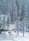 WLD 22 BA0005 01
Herd Of Elk Grazing In Snowy Meadow