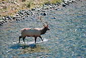 WLD 22 BA0006 01
Elk Bull Walking In Stream Profile