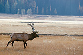 WLD 22 BA0007 01
Elk Bull Walking In Meadow Profile