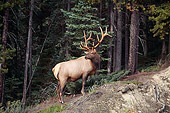 WLD 22 BA0008 01
Elk Bull Standing On Rocky Dirt Hill By Trees