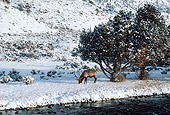WLD 22 BA0009 01
Elk Bull Grazing In Snow By Stream And Trees