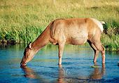 WLD 22 GR0001 01
Elk Cow Drinking From River Yellowstone National Park