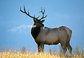 WLD 22 KH0001 01
Bull Elk Standing In Meadow