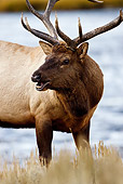 WLD 22 MC0001 01
Portrait Of Bull Elk Standing In Meadow By Lake