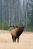 WLD 22 MC0002 01
Portrait Of Bull Elk Standing In Meadow Eating Grass