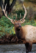 WLD 22 MC0003 01
Portrait Of Bull Elk Standing In River Yellowstone National Park