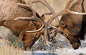 WLD 22 MC0004 01
Close-Up Of Two Bull Elks Fighting Yellowstone National Park