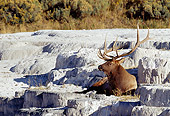 WLD 22 MC0005 01
Bull Elk Relaxing On Rock Yellowstone National Park