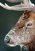 WLD 22 MC0006 01
Head Shot Of Bull Elk In Snow Yellowstone National Park