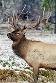 WLD 22 MC0008 01
Portrait Of Bull Elk In Snow Yellowstone National Park