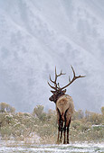 WLD 22 MC0009 01
Back View Of Bull Elk Standing In Snow Yellowstone National Park