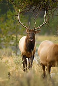 WLD 22 MC0014 01
Portrait Of Bull Elk Standing In Meadow Yellowstone National Park
