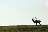 WLD 22 MC0015 01
Bull Elk Standing In Meadow