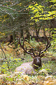 WLD 22 MC0016 01
Portrait Of Bull Elk Resting In Woods